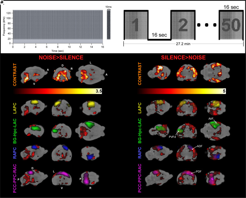 Figure 4 — resting-state functional connectivity of the auditory cortex in echolocating bats, Washington et al., PNAS 2024